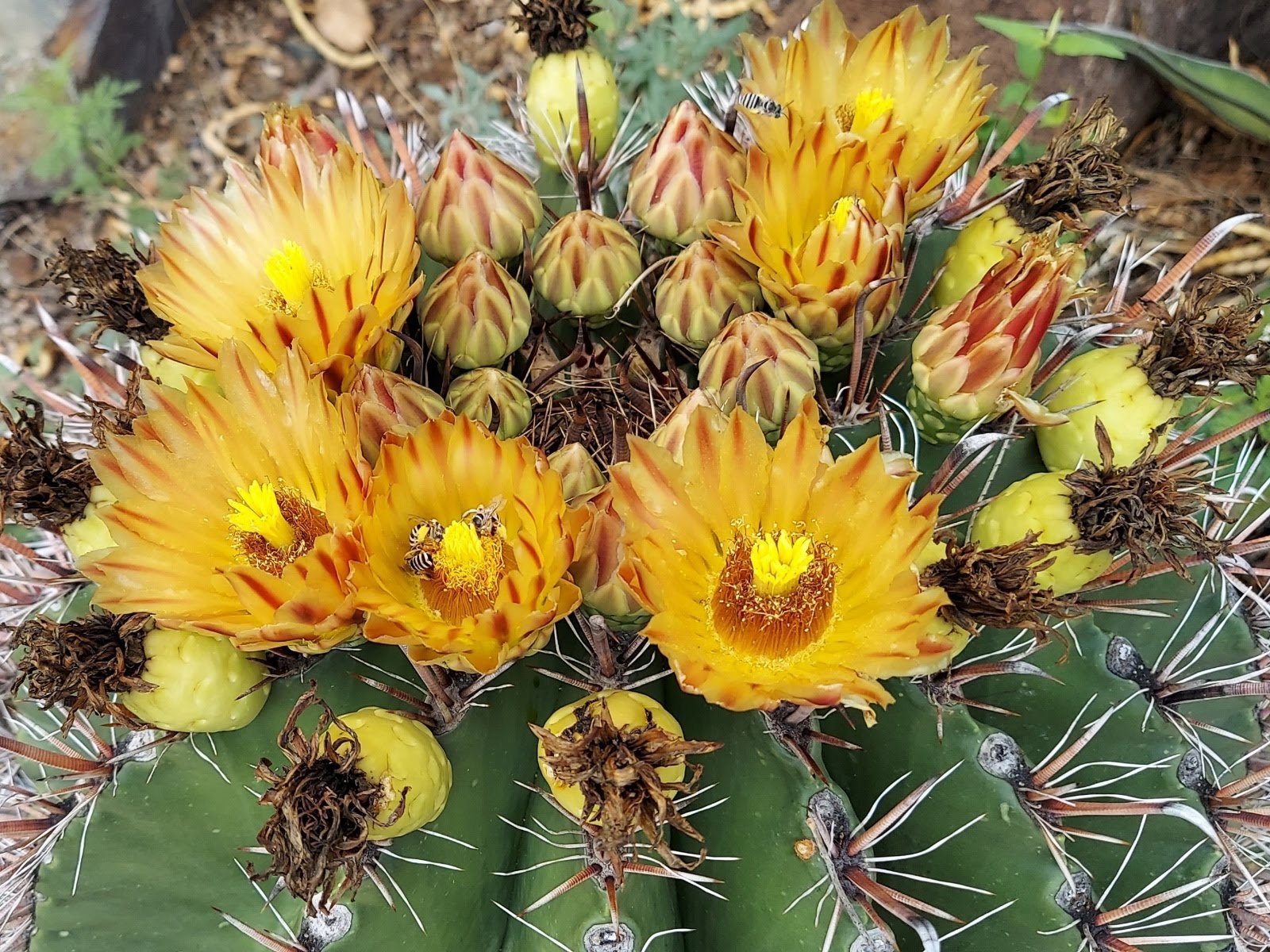 Bright yellow cactus flowers at Tucson Botanical Gardens