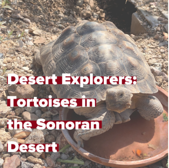 desert explorers tortoises in the sonoran desert, tortoise in desert scene