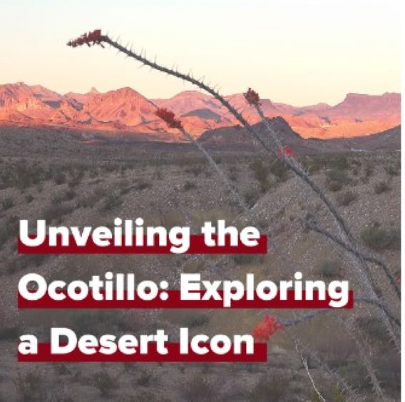 ocotillo desert view
