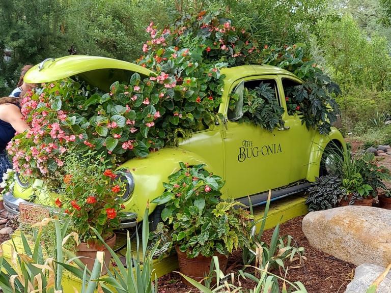 Begonia exhibit "The Bugonia" car at Tucson Botanical Gardens