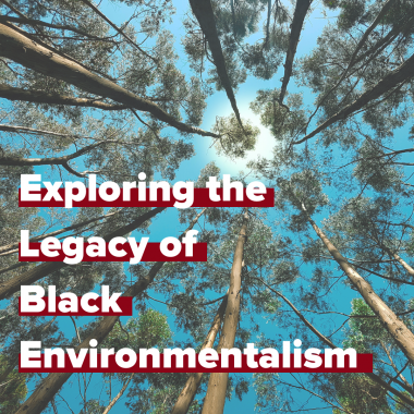 Exploring the legacy of black environmentalist word on a canopy of trees looking up to the sky