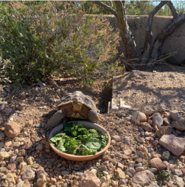 desert tortoise momo in desert habitat with a plate of greens