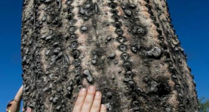 close up view of a sahuaro with small hands touching it