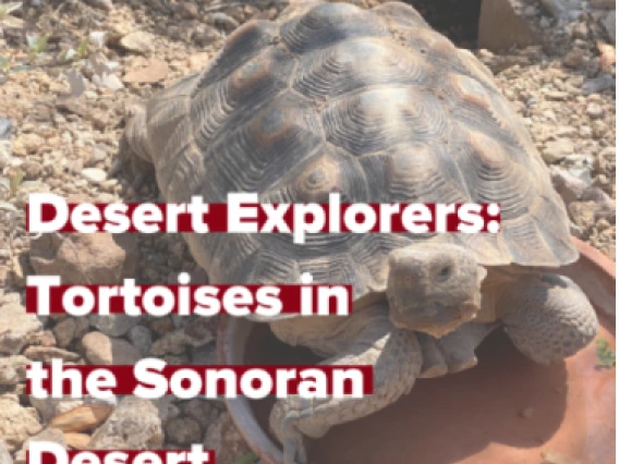 Desert tortoise