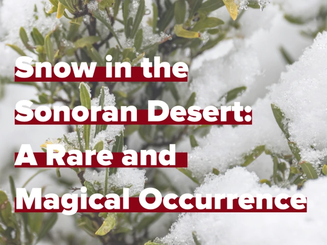 cactus covered in snow