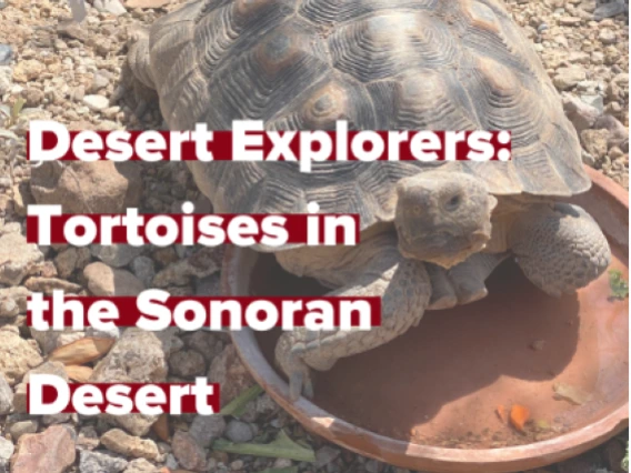 desert explorers tortoises in the sonoran desert, tortoise in desert scene