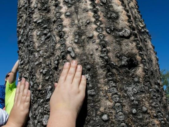 close up view of a sahuaro with small hands touching it
