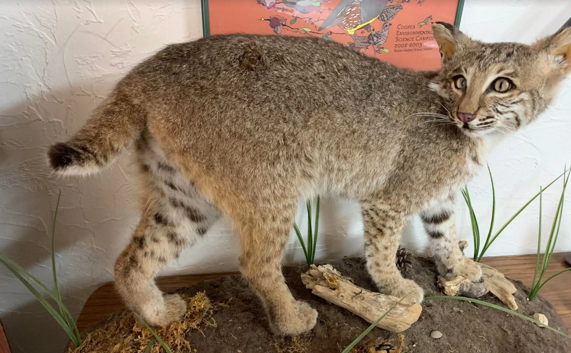 bobcat