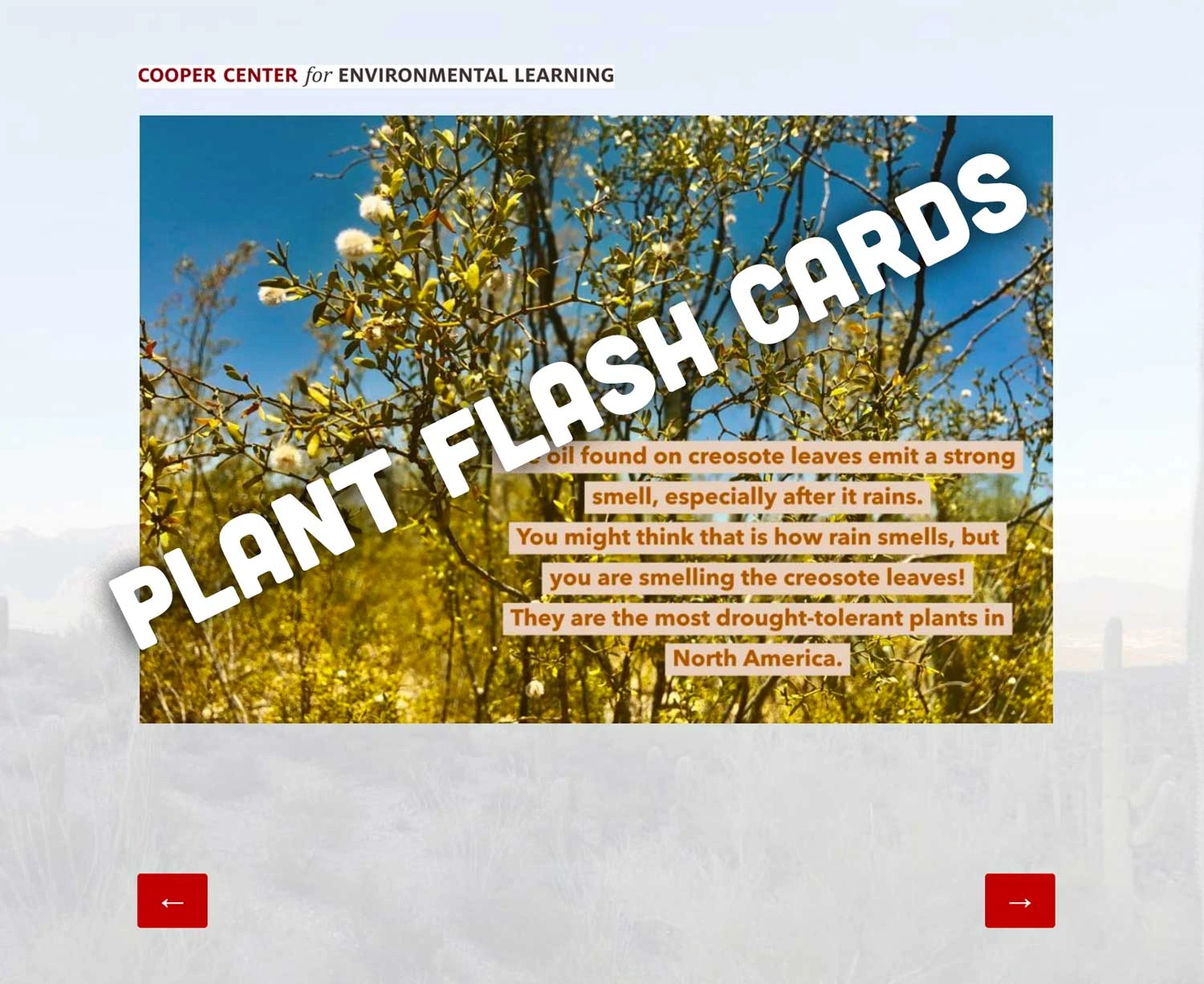 plant flash cards