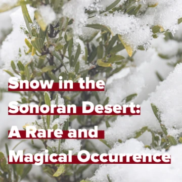 Snow in the sonoran desert