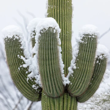 snow covered cactus