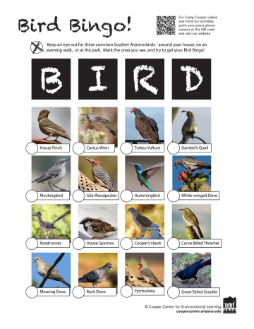 bird bingo