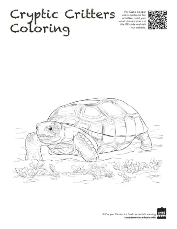tortoise