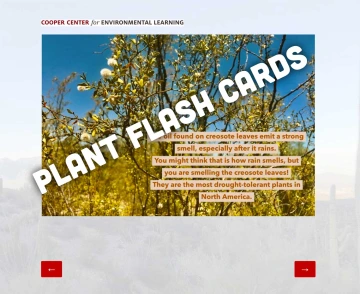 plant flash cards