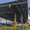Solar panels providing shade over a field of wildflowers at the University of Arizona, showcasing su